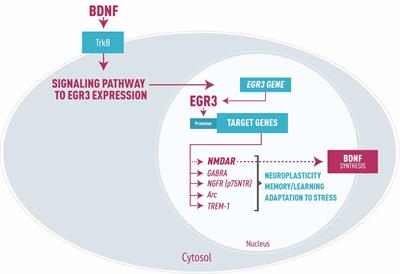 EGR3 Immediate Early Gene and the Brain-Derived Neurotrophic Factor in Bipolar Disorder